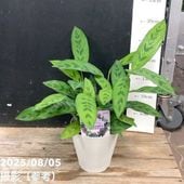 カシワバゴム　フィカス　リラータ　5【現品】観葉植物　大型　室内 大型◎136cm】フィカス リラータ カシワバゴム 大型 観葉植物
