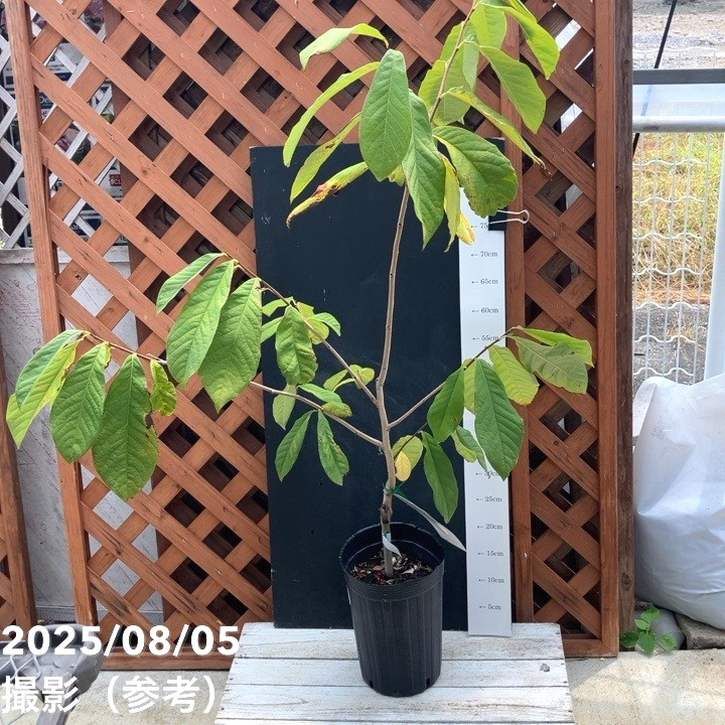 信州産　幻のポポの種子　ポスト投函 信州産 幻のポポの種子 ポスト投函 集合ポスト用投函防止プレートKS-