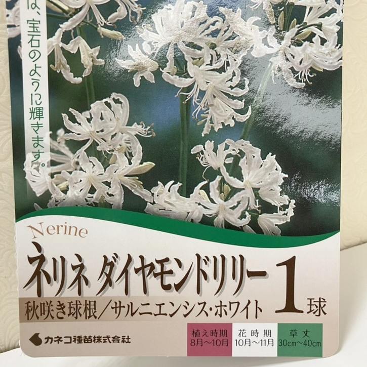 秋咲き球根 ネリネ ダイヤモンドリリー サルニエンシス ホワイト 1球入り×3袋セット｜球根10-TU
