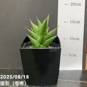 期間限定10％OFF！】アロカシア アマゾニカ ミント バリエガータ