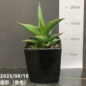 アンスリウム ジャングルキング 4号 アンスリウム ジャングルキング | GREEN LUCK