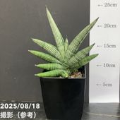 サンスベリア 4号 ブラックフレーム 白陶器鉢仕様｜観葉02-D2 | 観葉