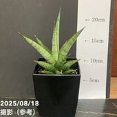 8*8様 S4545★オークション販売★ サンスベリスノーホワイト 超人気希少品 8*8様 S4545☆オークション販売☆ サンスベリスノーホワイト 超