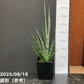 サンスベリア 3号 チャニン Chanin（子株）生産鉢仕様｜観葉02-D2