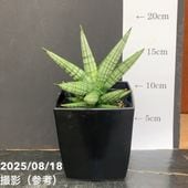 期間限定10％OFF！】アロカシア アマゾニカ ミント バリエガータ