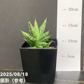 アガベ 3.5号 パリー トランカータ parryi truncata｜観葉01-D1 | 観葉