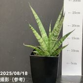 サンスベリア 4号 シューター Shooter 角プラ鉢仕様｜観葉02-D2 | 観葉