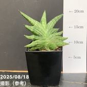 サンスベリア 5号 マッソニアナバリエガータ 斑入り プラ鉢仕様｜観葉