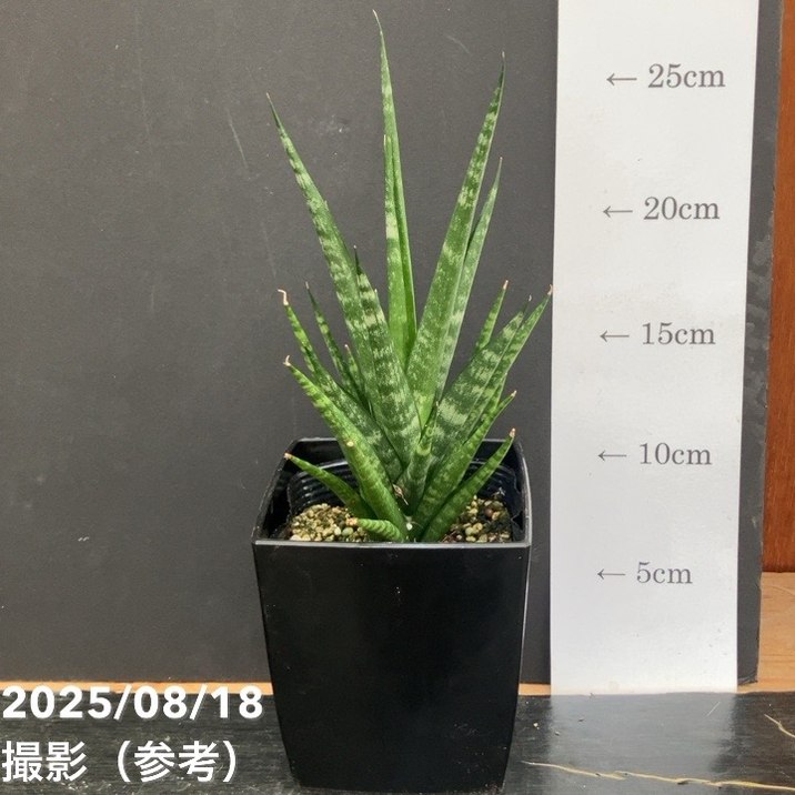 サンスベリア 4号 ダンシングクイーン Dancing Queen 角プラ鉢仕様