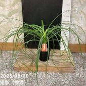 アンスリウム ジャングルキング 4号 アンスリウム ジャングルキング 4号 アンスリウム・ジャングル