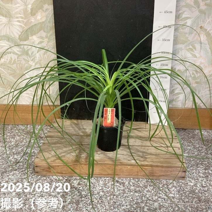 コア様リクエスト トックリラン 50株 コア様トックリラン ノリナ 50株 まとめ売り 現品】トックリラン