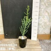 ポトス テルノシリーズ グレース 5号吊り鉢｜観葉04-PA | 観葉・多肉