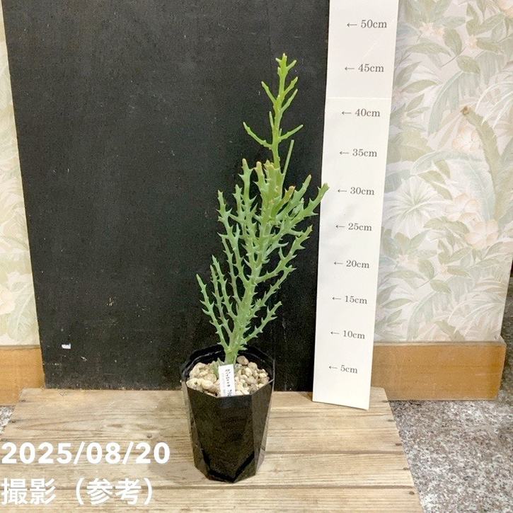 ユーフォルビア ステノクラーダ（Euphorbia stenoclada） 4号｜観葉04-PA