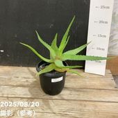 t*o様 アロカシア　シンポ　バリエガータ Secret Bazaar | _ 『 アロカシア・シンポ 斑入り 』 Alocasia