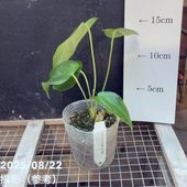 カラテア ホワイトフュージョン 3.5号～4号｜観葉04-PA | 観葉・多肉