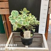 金木犀 キンモクセイ 5号｜花木04-PA | 花木・庭木 | 赤塚植物園