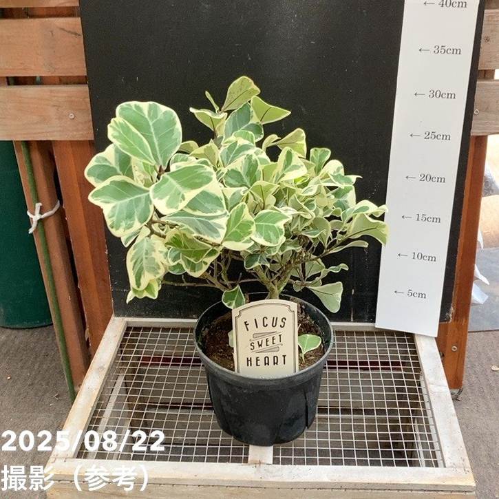 フィカス スウィートハート 5号 PVP|観葉04-PA