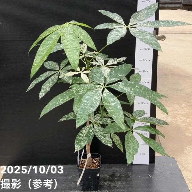 斑入りパキラ　ムーンライト　実生 楽天市場】観葉植物 斑入り 実生 パキラ ムーンライト 8号鉢 高
