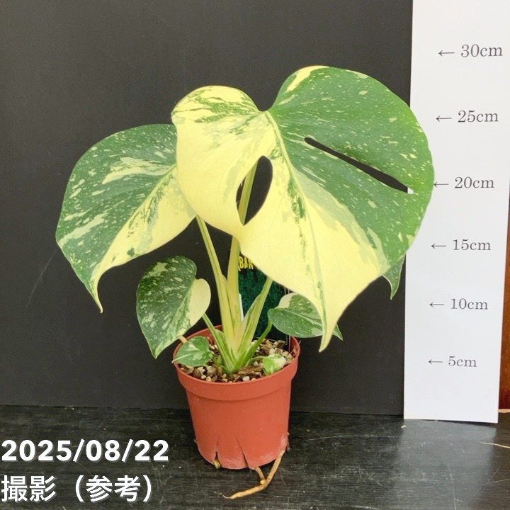 #2 モンステラ ミント　2号鉢サイズ　TC純化済株 2 モンステラ ミント 2号鉢サイズ TC純化済株 モンステラ