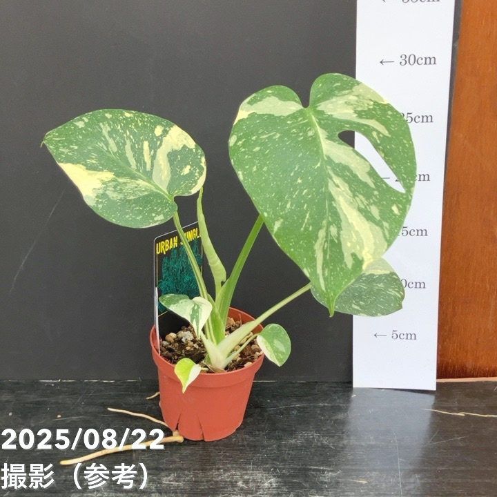 モンステラ 希少 実 大型 観葉植物 モンステラ 希少 実 大型 観葉植物 モンステラ 希少 実 大型