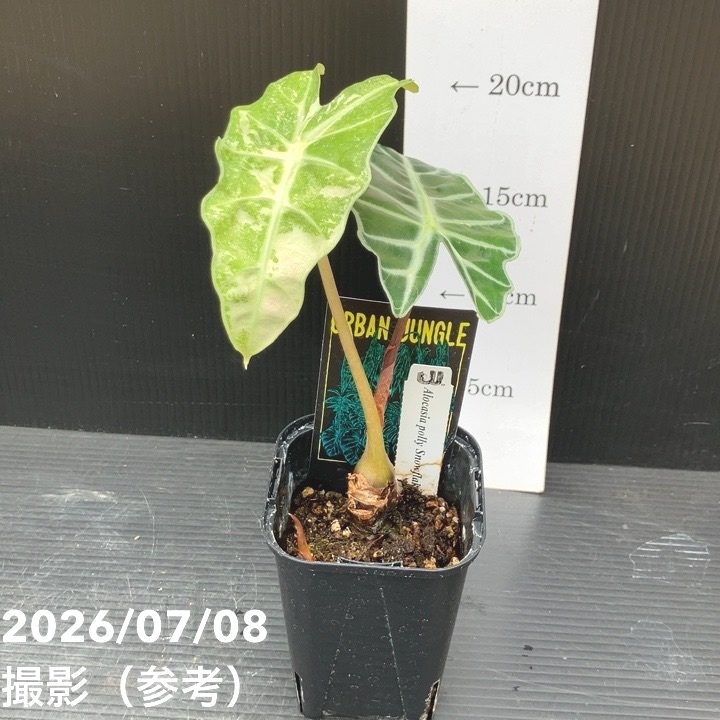 観葉・多肉,アロカシアの購入なら赤塚植物園オンライン 花の音｜花苗