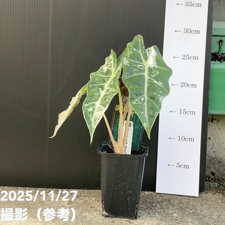 現品お届け】アロカシア ポリー スノーフレーク ブロケード Alocasia