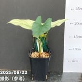 現品お届け】ユーフォルビア デシドゥア Euphorbia decidua 5号