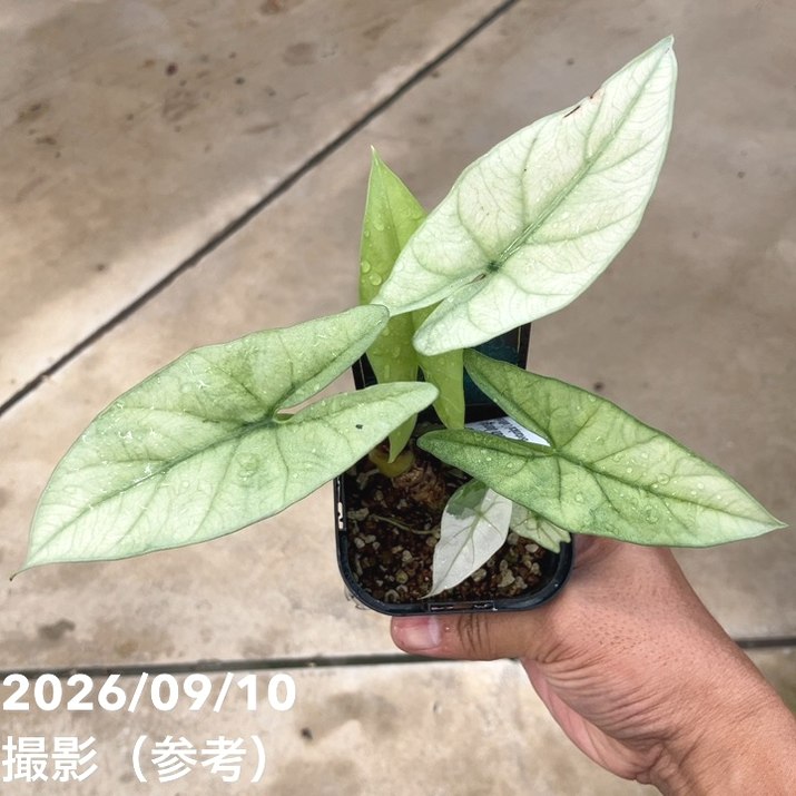 お買い得！】【現品お届け】アロカシア シンポ アルボ Alocasia simpo