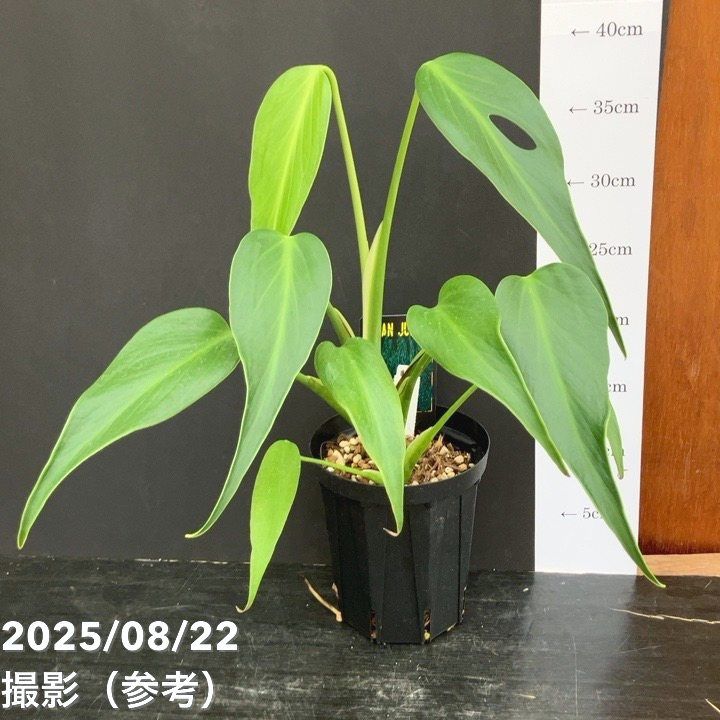 モンステラデリシオーサ実生株変異個体　切れ込み深い個体　コンパクター系2鉢セット モンステラデリシオーサ実生株変異個体 切れ込み深い個体