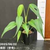 アロカシア アマゾニカ ミント バリエガータ 斑入り Alocasia x