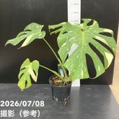 アロカシア アマゾニカ ミント バリエガータ 斑入り Alocasia x