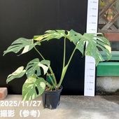 アロカシア アマゾニカ ミント バリエガータ 斑入り Alocasia x