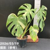 お買い得一点物咲き進み株】加藤農園 クリスマスローズ グラデーション