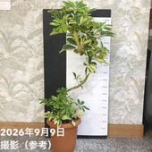 オリーブ ひなかぜ 3.5号 さらにお得な4株セット｜果樹01-D1 | 花木