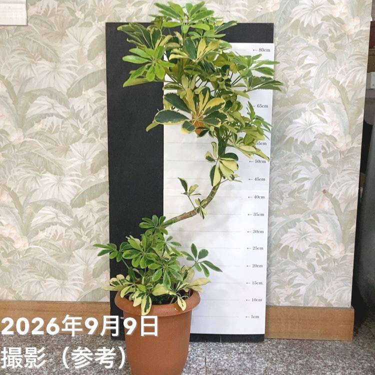 シェフレラ アルボリコラ ハッピーイエロー 7号|観葉04-PA