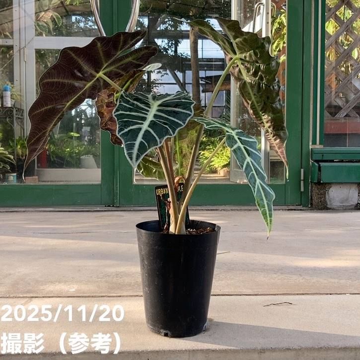 観葉・多肉,アロカシアの購入なら赤塚植物園オンライン 花の音｜花苗