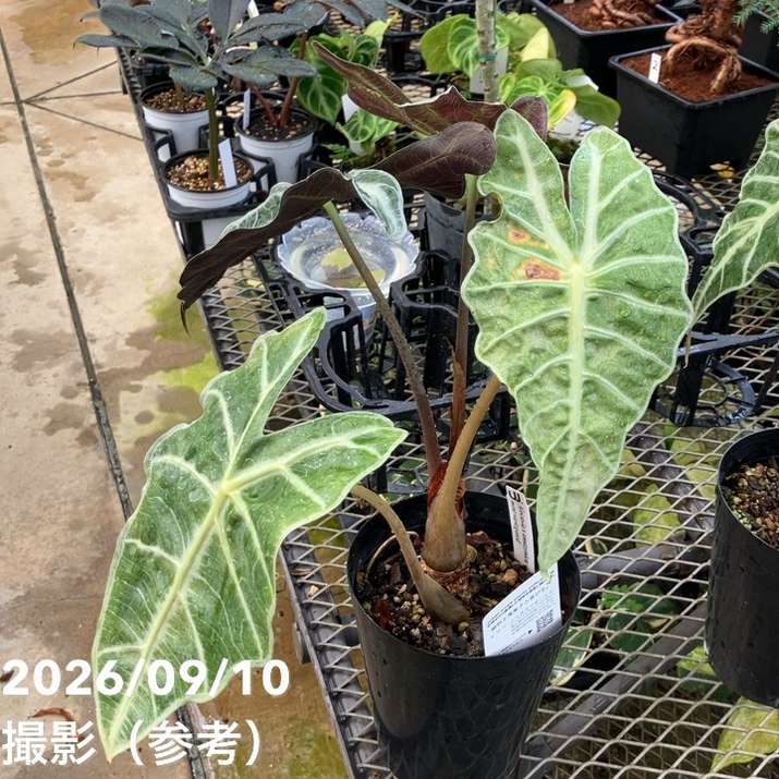 観葉・多肉,アロカシアの購入なら赤塚植物園オンライン 花の音｜花苗