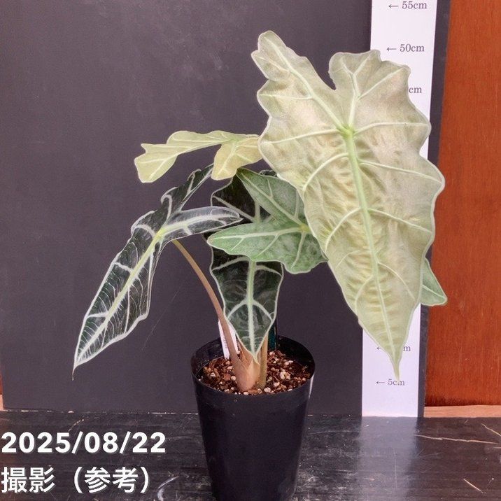 観葉植物 アロカシア 2種セット 観葉植物 アロカシア 10号 オドラ（クワズイモ） ベータ