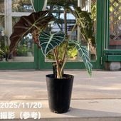 オリーブ ひなかぜ 3.5号 さらにお得な4株セット｜果樹01-D1 | 花木