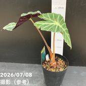 決算P5倍！10%OFF！8/2まで】観音竹 白雪の宝 4号｜観葉10-TU | 観葉