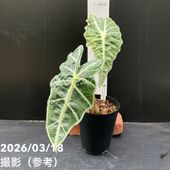 g*e様 アロカシア　アマゾニカ　ヴァリエガータ アロカシア アマゾニカ ポリーミント バリエガータ 斑入り Alocasia x