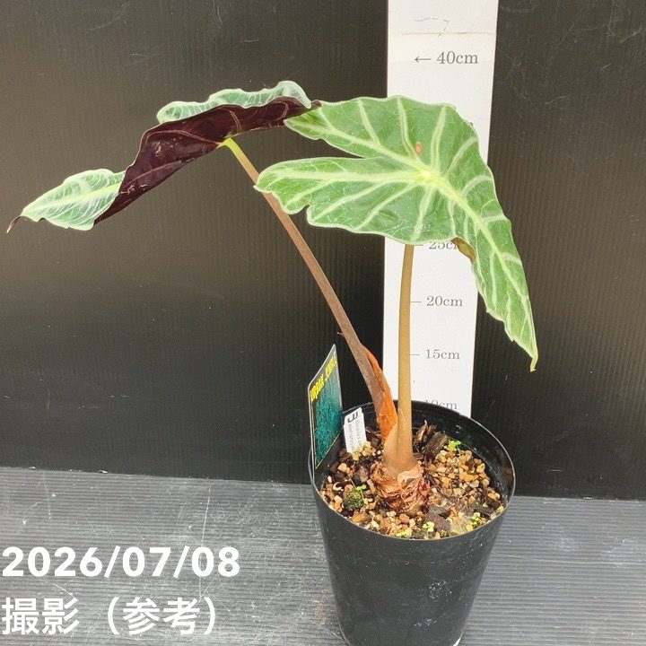 【お買い得!】アロカシア アマゾニカ ミント バリエガータ 斑入り Alocasia x amazonica mint variegated 5号|観葉10-TU