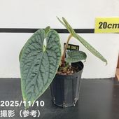 現品お届け】アンスリウム ラグジュリアンス ブラック Anthurium
