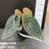 現品お届け】アンスリウム ラグジュリアンス ブラック Anthurium
