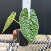 アルカンタレア インペリアリス 'ルブラ' Alcantarea imperialis