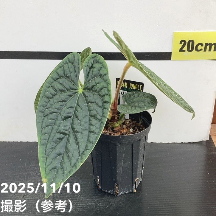 【期間限定10%OFF!】【現品お届け】アンスリウム ルクスリアンス Anthurium luxrians 4号(1)|観葉10-TU
