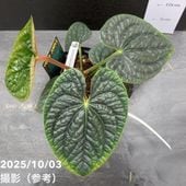 現品お届け】アグラオネマ ニティドゥム カーティシー Aglaonema
