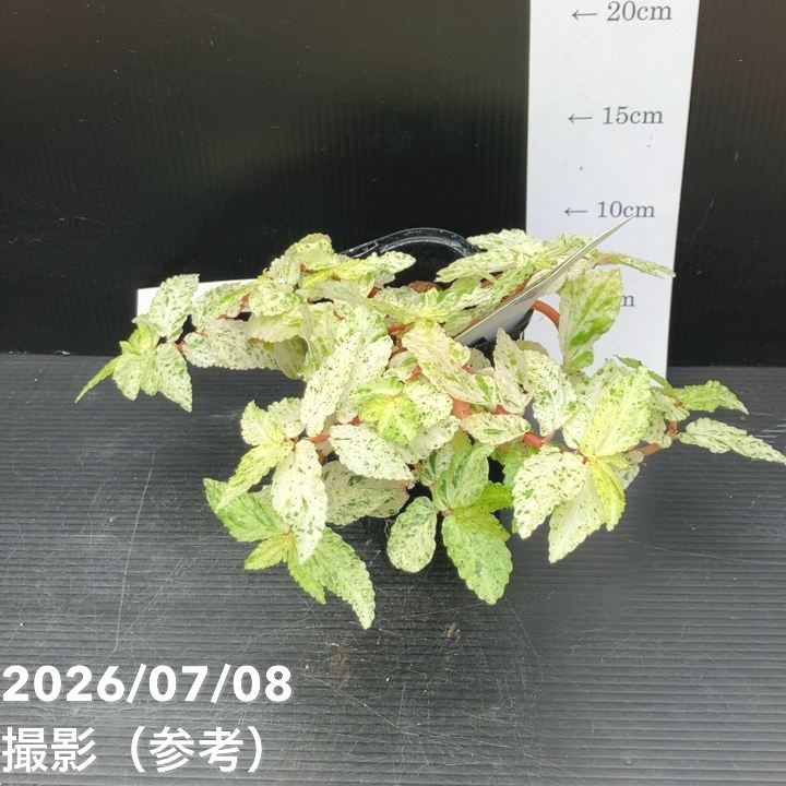 【決算P5倍！8/2まで】【お買い得！】ペリオニア レペンス 斑入り Pellionia repens variegata 3.5号｜観葉10-TU