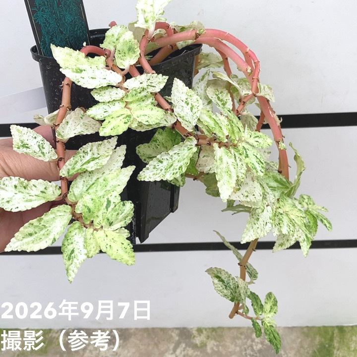 【お買い得!】ペリオニア レペンス 斑入り Pellionia repens variegata 3.5号|観葉10-TU