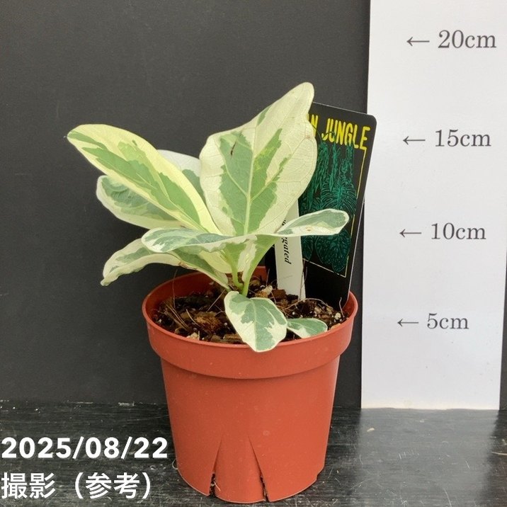 フィカス リラータ イボンヌ Ficus lyrata varietageted 3.5号｜観葉10-TU